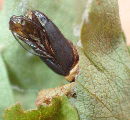 Hedya nubiferana